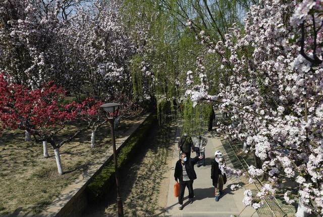 元大都海棠花溪，海棠花溪水动京城（游“海棠花溪”、尝海棠奶糕）