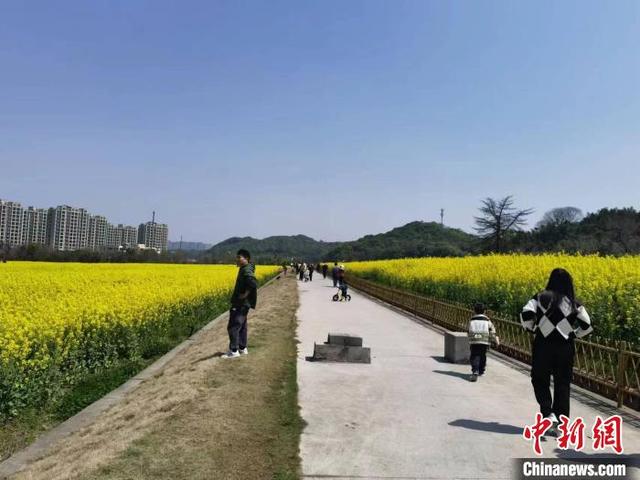 油菜花几月份开花，油菜花是几月份开花（遍地“开花”的油菜花节）