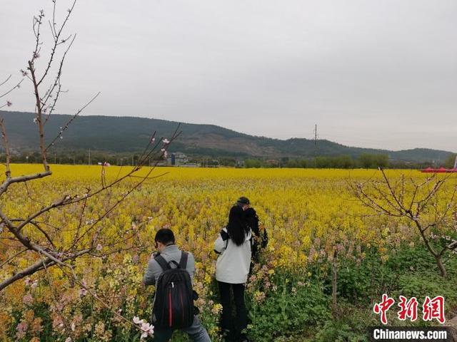 油菜花几月份开花，油菜花是几月份开花（遍地“开花”的油菜花节）