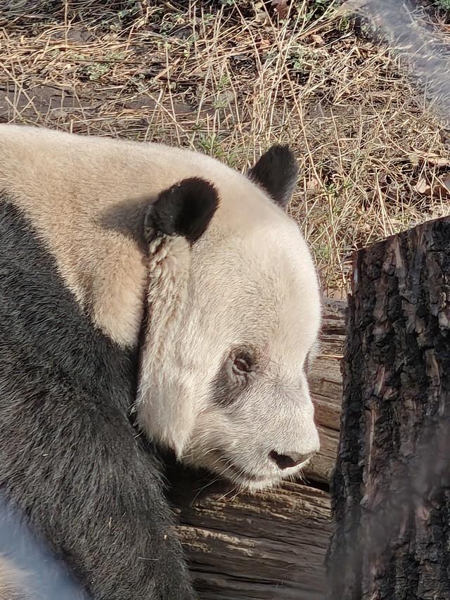 什么是长焦镜头，长焦镜头和定焦镜头区别在哪（为什么说买手机就得买长焦体验好的）