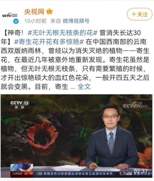 大王花食人花，西双版纳重现“食人花”的近亲