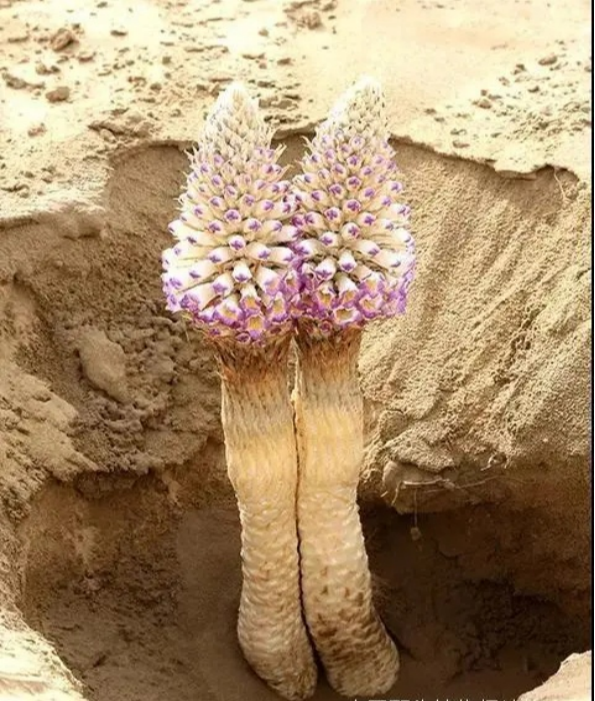 大王花食人花，西双版纳重现“食人花”的近亲