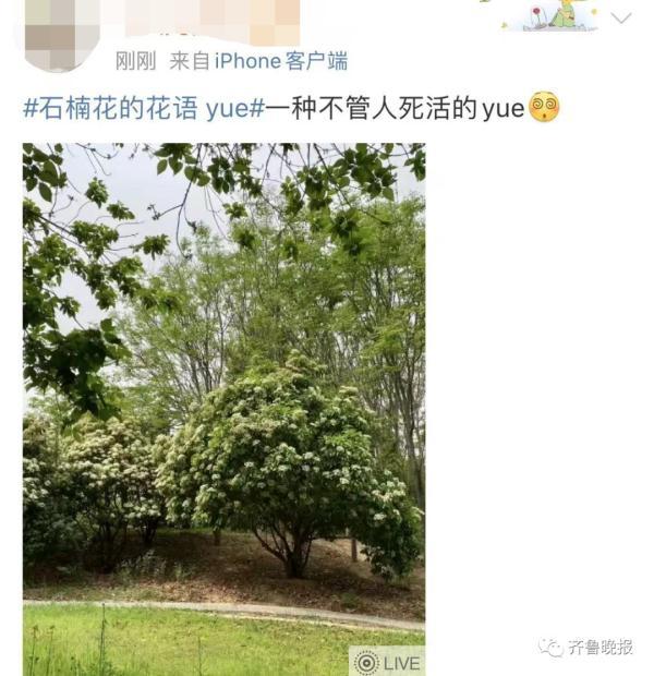 一簇簇一词是什么意思，这种花不好闻，为啥还要种