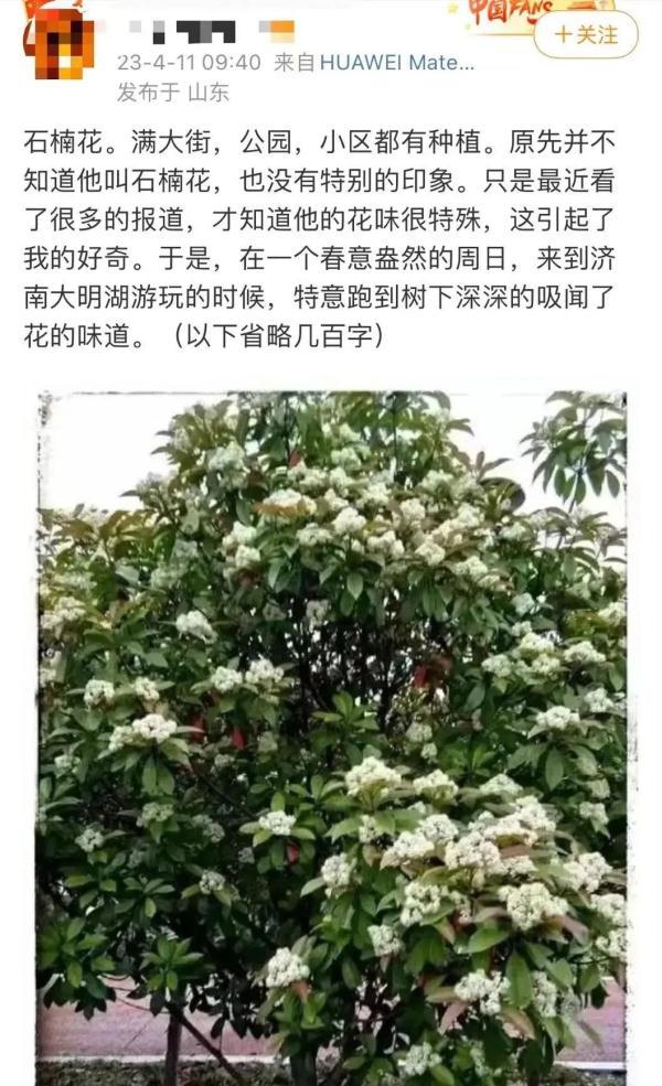 一簇簇一词是什么意思，这种花不好闻，为啥还要种