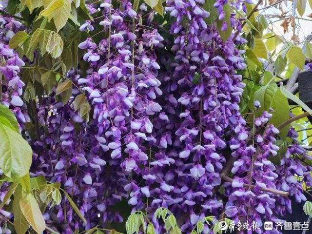 紫藤花春夏秋冬分别是什么颜色，紫藤花开满院香