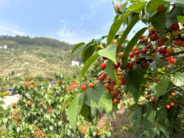 重庆樱桃可以摘吗，“云雾花涧”第八届樱桃采摘节正式开幕