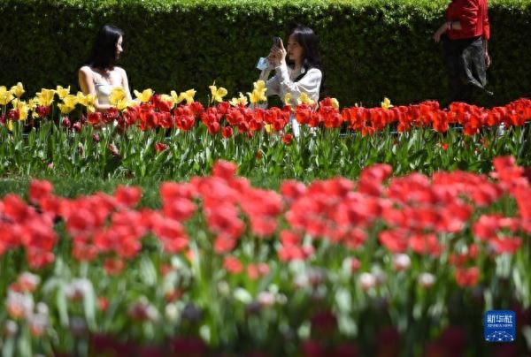 北京：中山公园郁金香花开正艳