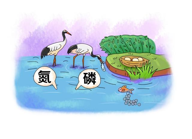 作用有哪些湿地，湿地的作用（水知识丨水环境——湿地对水生态环境有什么作用）