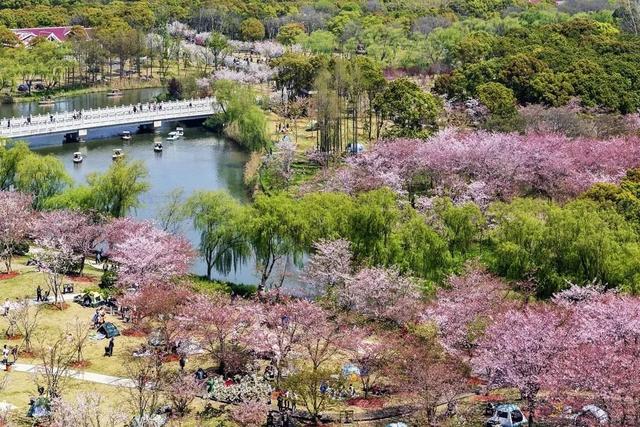 上海顾村公园樱花节,上海顾村公园樱花什么时候开(2023上海樱花节摄影