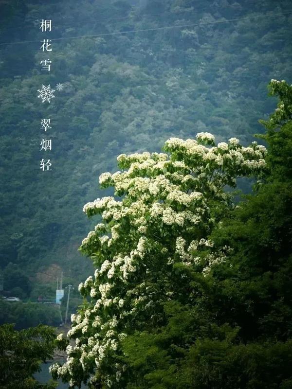 湖南株洲哪里有花海，“五一”不扎堆③