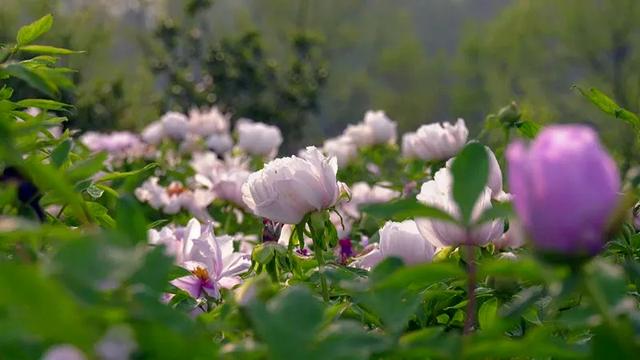 孝感有什么好玩的景点，孝感旅游景点大全一日游推荐（“五一”在孝感怎么玩）