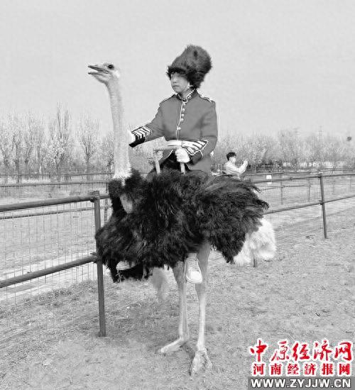 郑州好想你金鹭鸵鸟游乐园 “五一”假期约您邂逅“皇家骑士”鸵鸟大巡游