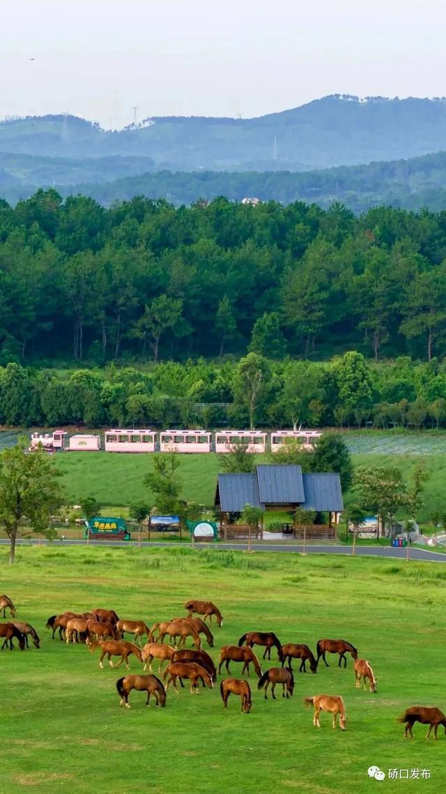 武汉旅游年卡免费景点，这里有最省钱的打开方式→