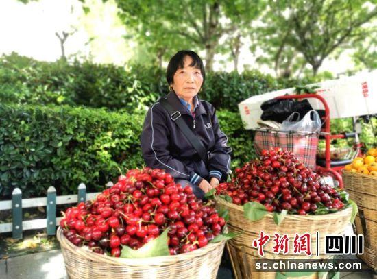 樱桃几月份上市，汶川甜樱桃“甜蜜”上市