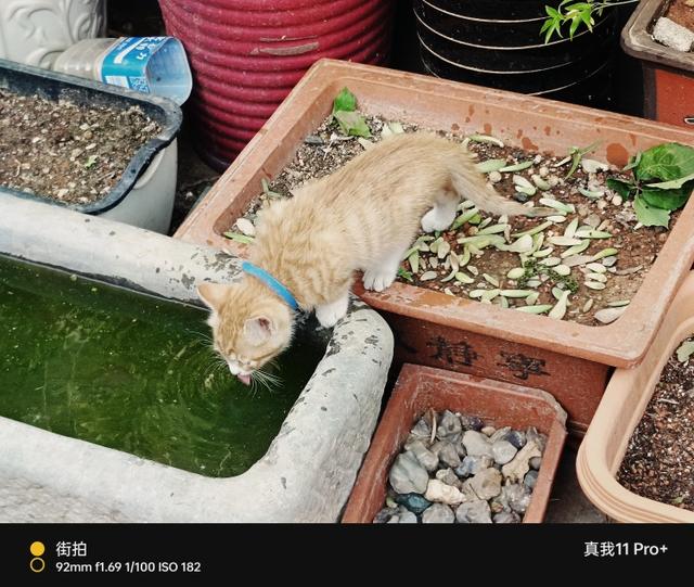 大内存高像素的手机推荐，2亿像素究竟能带来什么样的画质