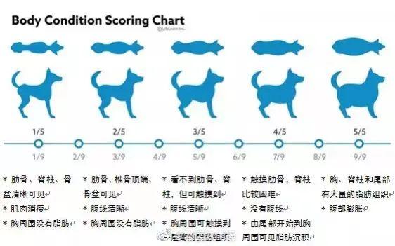 一岁边牧多少钱一只 边牧一岁有多重