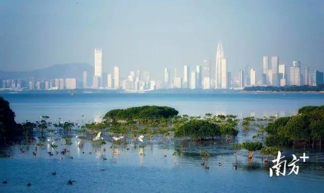 深圳湾公园地铁站，深圳湾公园地铁站开了吗（在深圳看海，坐地铁去就行了）