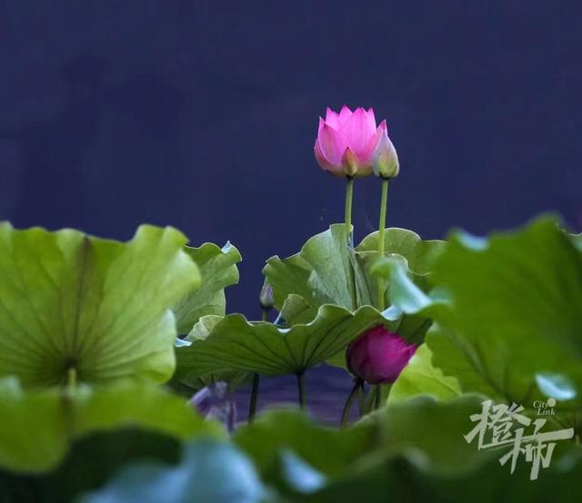 西湖荷花观赏最佳时间，今年西湖第一朵荷花开了