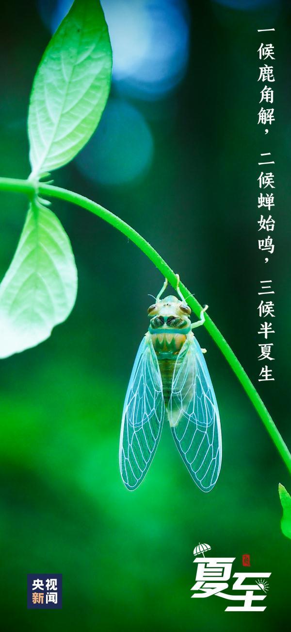 夏至是什么季节的节气，今日，夏至