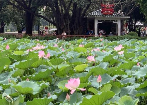 七月盛夏，荔湾湖公园荷香满溢