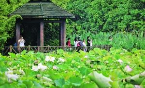 游客畅游花溪国家城市湿地公园