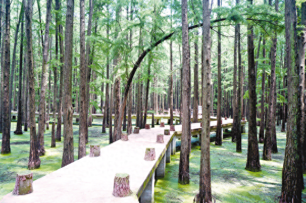 新蔡县“十里画廊”惹人醉