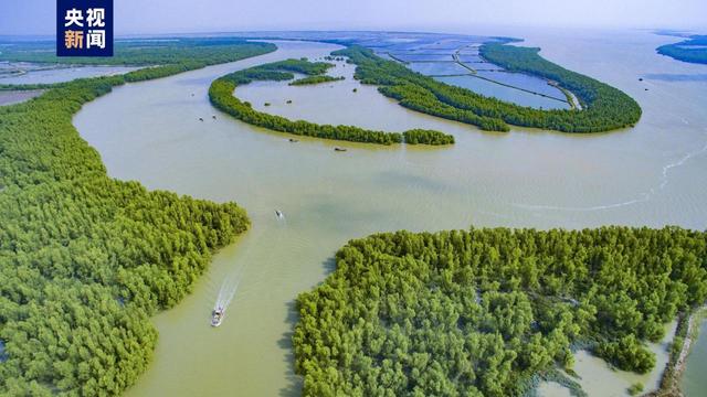 惊艳！湛江红树林亮相央视新闻客户端