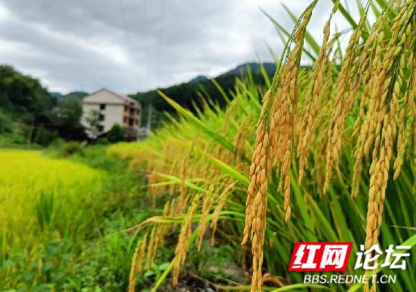 一趟九龙山之旅，我开始明白为什么年轻人越来越爱回老家