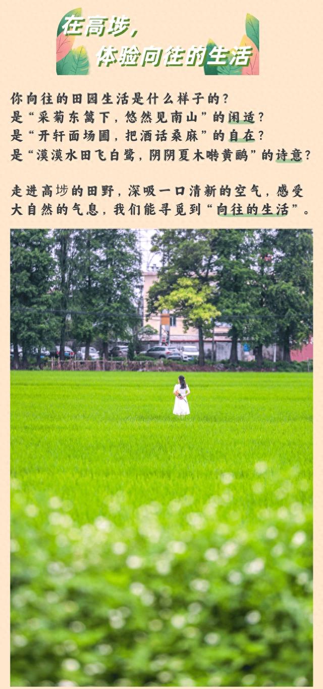 多图｜这个假期，高埗这些宝藏打卡地超“出片”