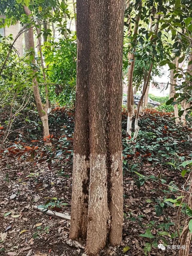 紧急！泉州已出现！严重可致死，看到千万别碰……