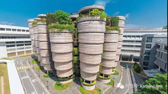 “曾游过中国的大江大河，却最爱新加坡南大游泳池”