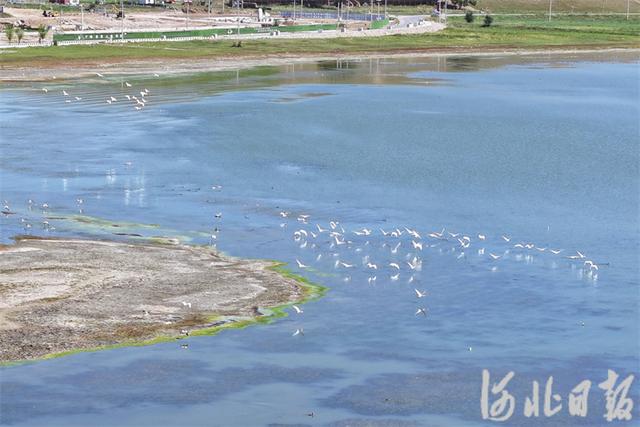 河北沽源：飞鸟入画来