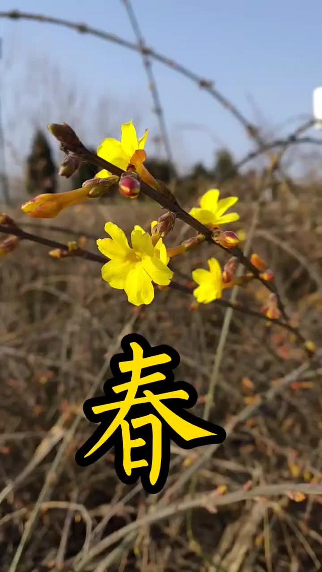 迎春花和连翘花的区别，迎春花和连翘花怎样进行区分（迎春花、连翘分不清楚）